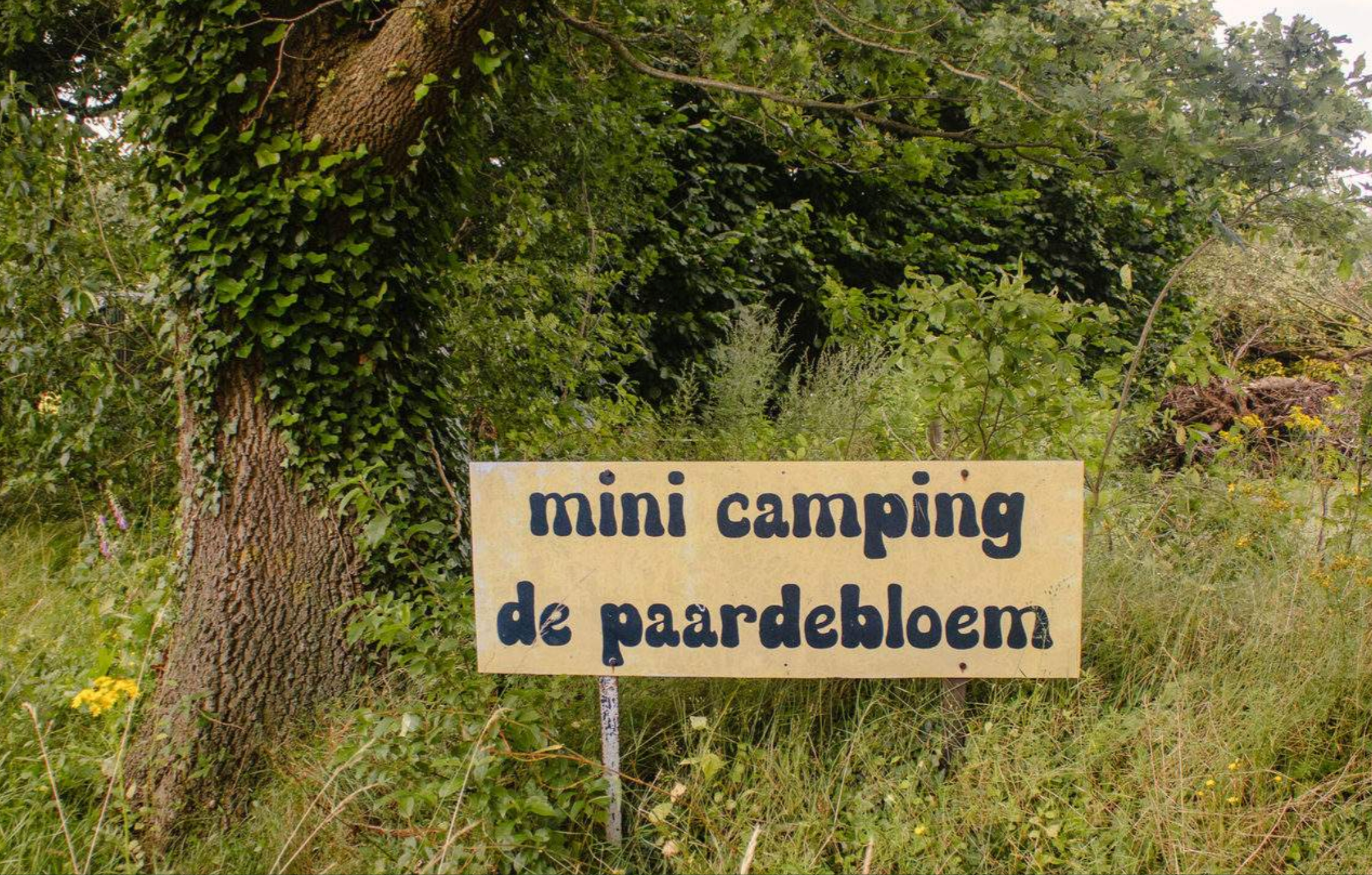 De Paardebloem — foto 2