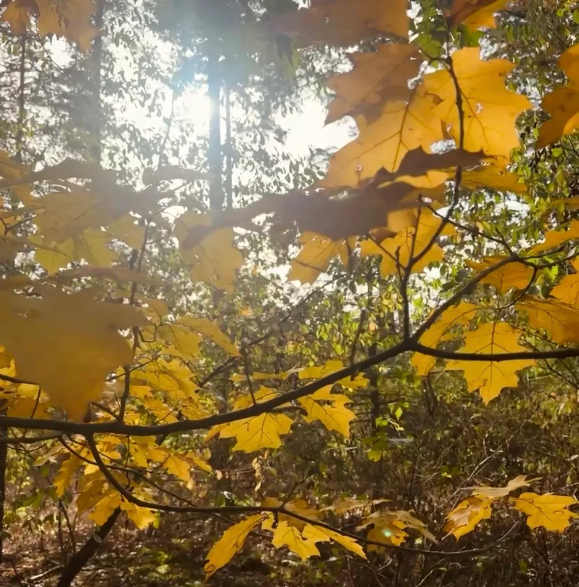 Een extra reden om deze herfstvakantie naar Saré te komen