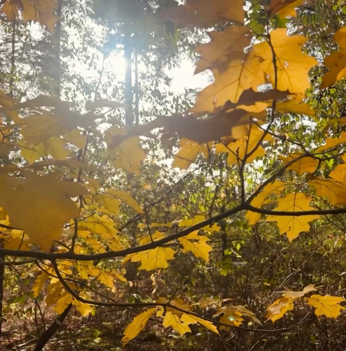 Een extra reden om deze herfstvakantie naar Saré te komen
